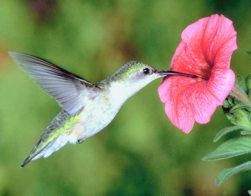 Example of mutualism ,Hummingbird and flower .